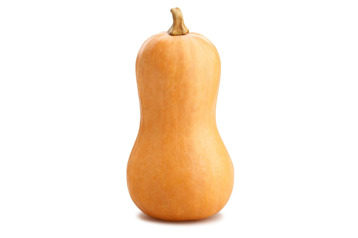 Butternut Squash